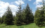 Cedar Trees - 4