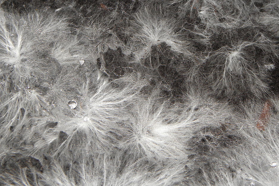 miselyumun yakın çekim görüntüsü